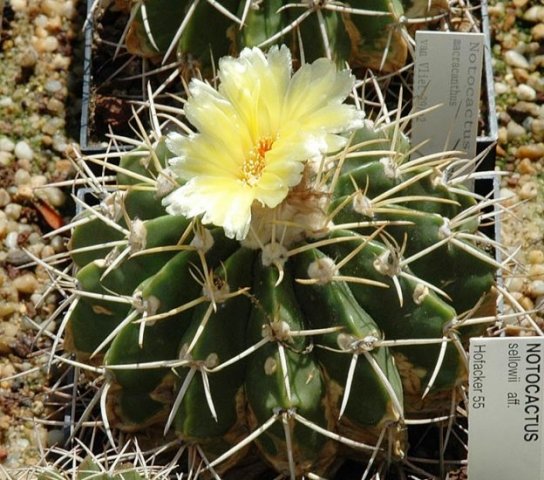 Notocactus_macracanthus